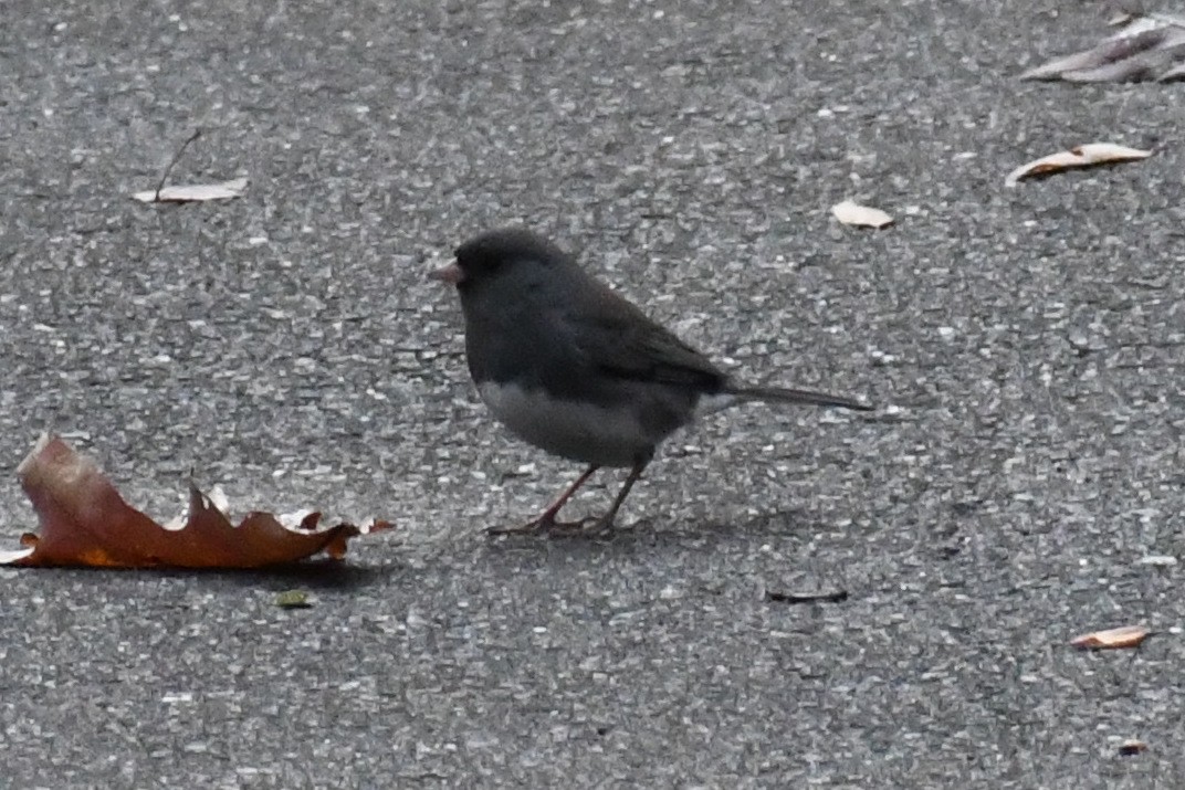Юнко сірий (підвид hyemalis/carolinensis) - ML646639672