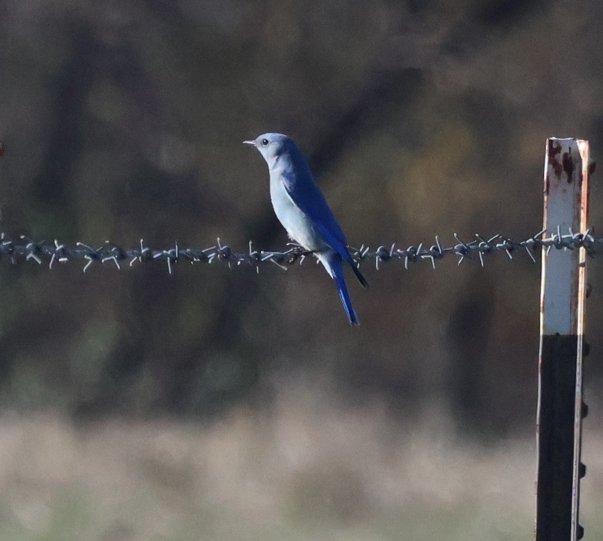 Mountain Bluebird - ML646639673