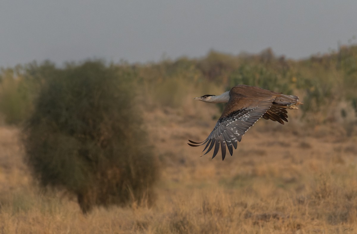 Outarde à tête noire - ML646639674