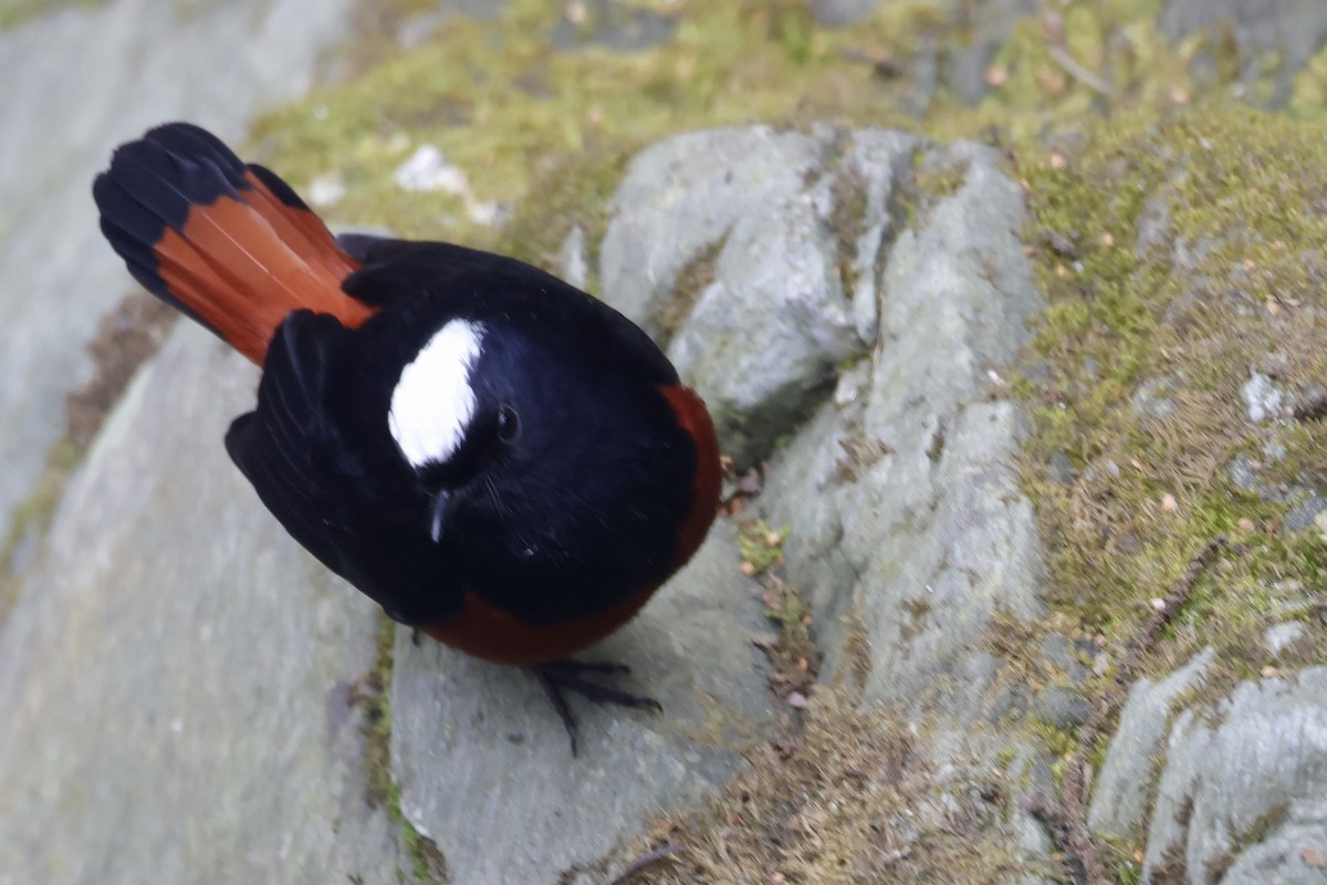 White-capped Redstart - ML646639677