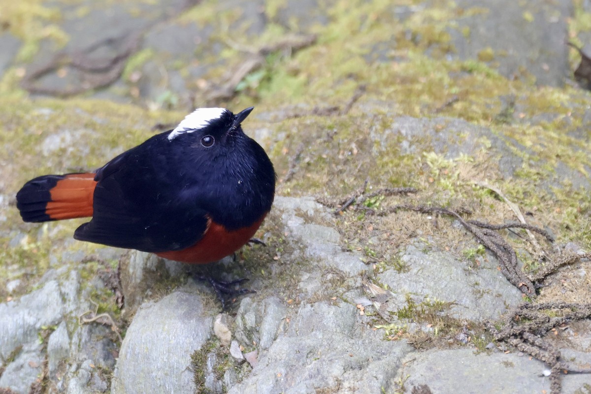White-capped Redstart - ML646639678
