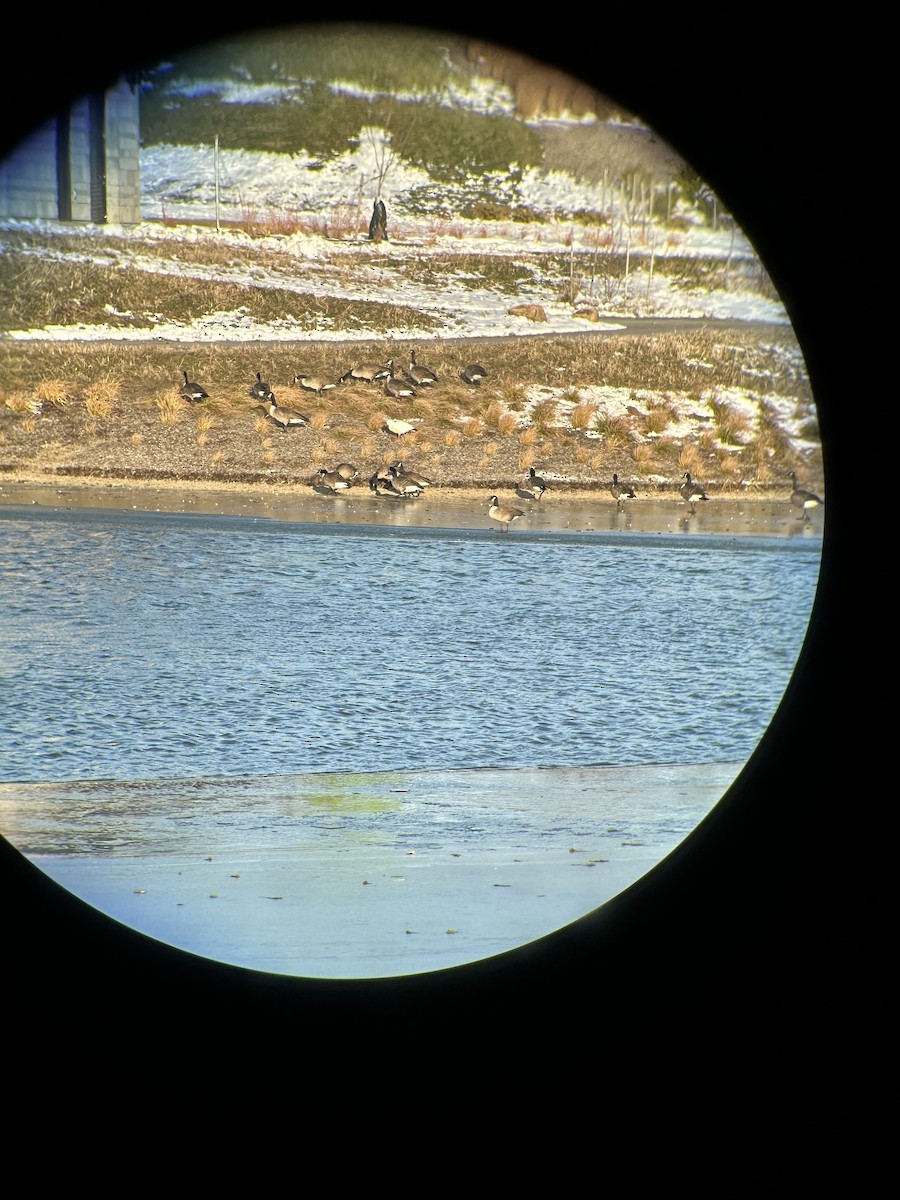 Ross's Goose - ML646639687