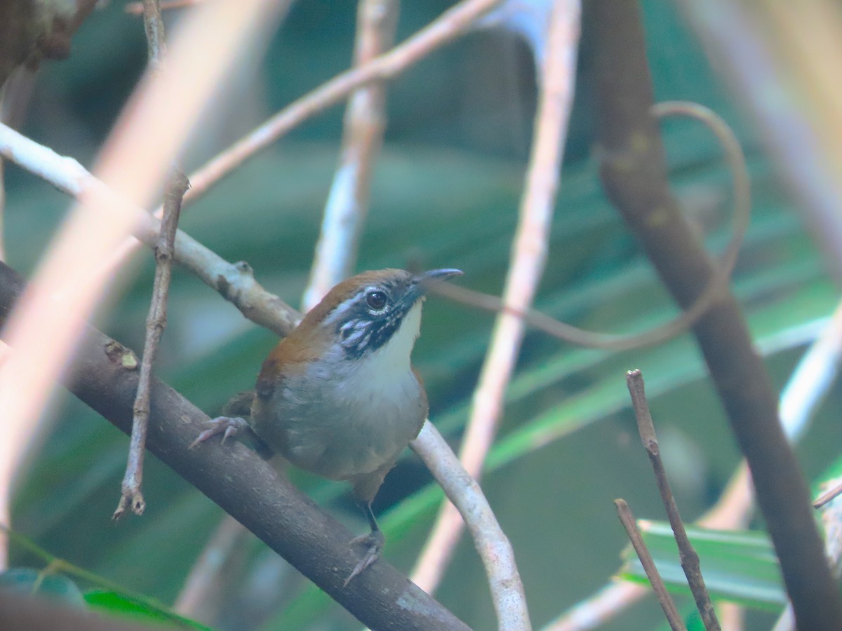 Coraya Wren - ML646639692