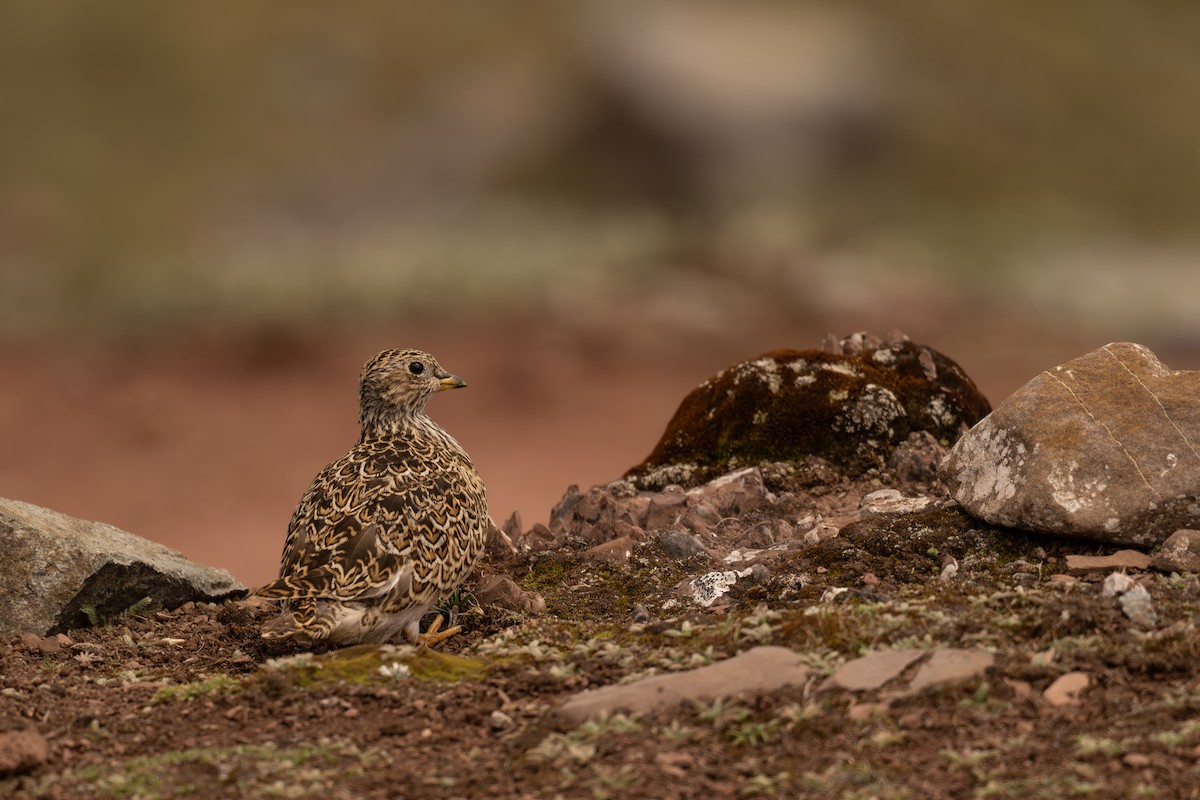 Gray-breasted Seedsnipe - ML646639693