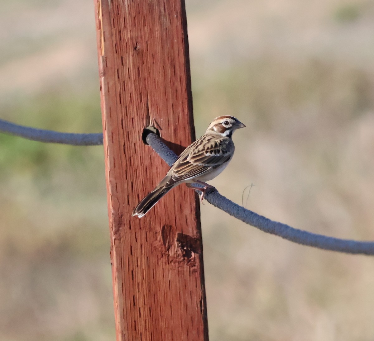 Lark Sparrow - ML646639694