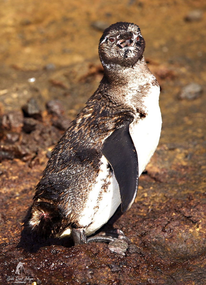 Galapagos Penguin - ML646639695