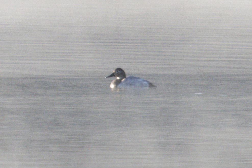 kanvasand - ML646639696