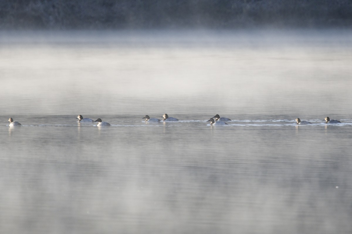 kanvasand - ML646639697