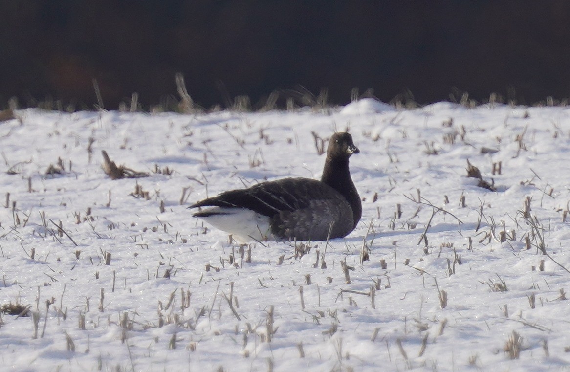 Чёрная казарка - ML646639698