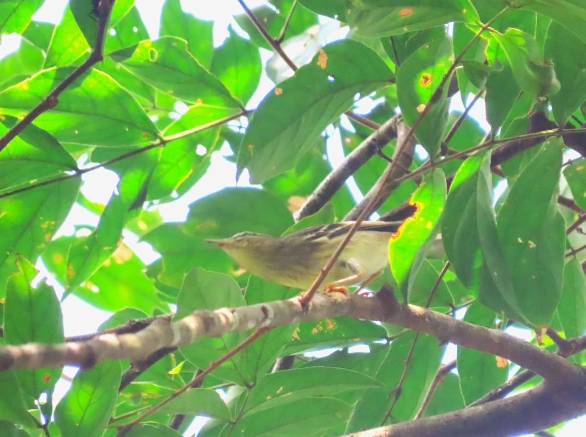 Blackpoll Warbler - ML646639699