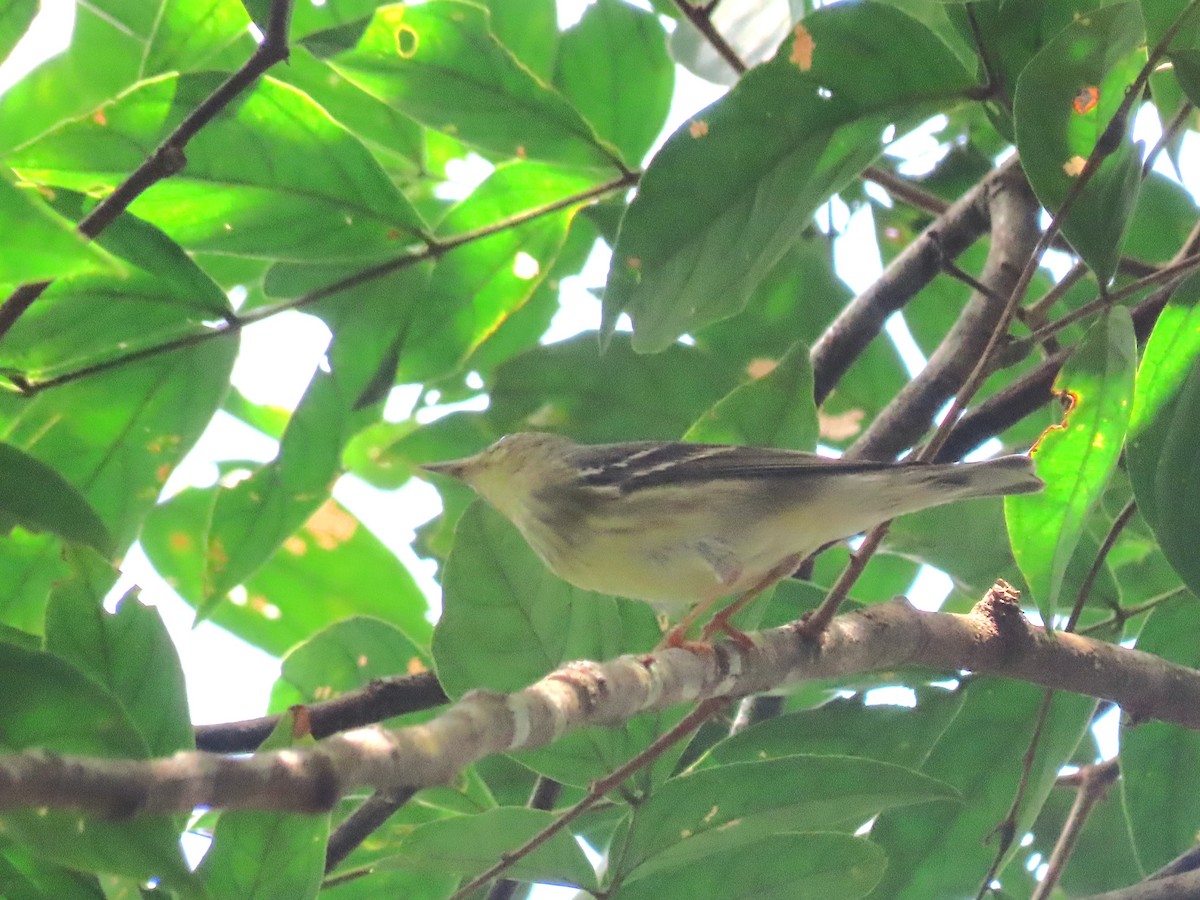 Blackpoll Warbler - ML646639700