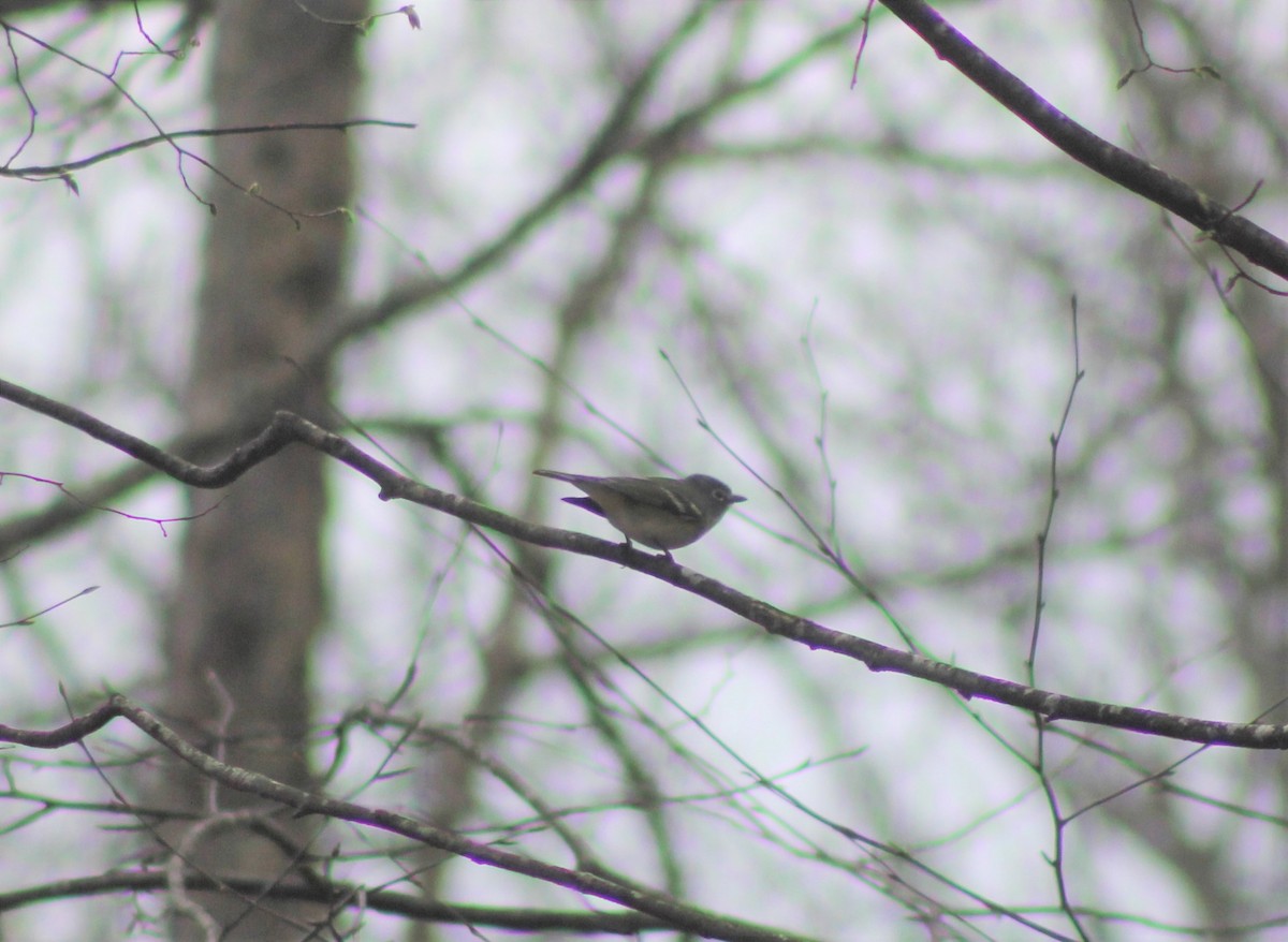 Blue-headed Vireo - ML646639701