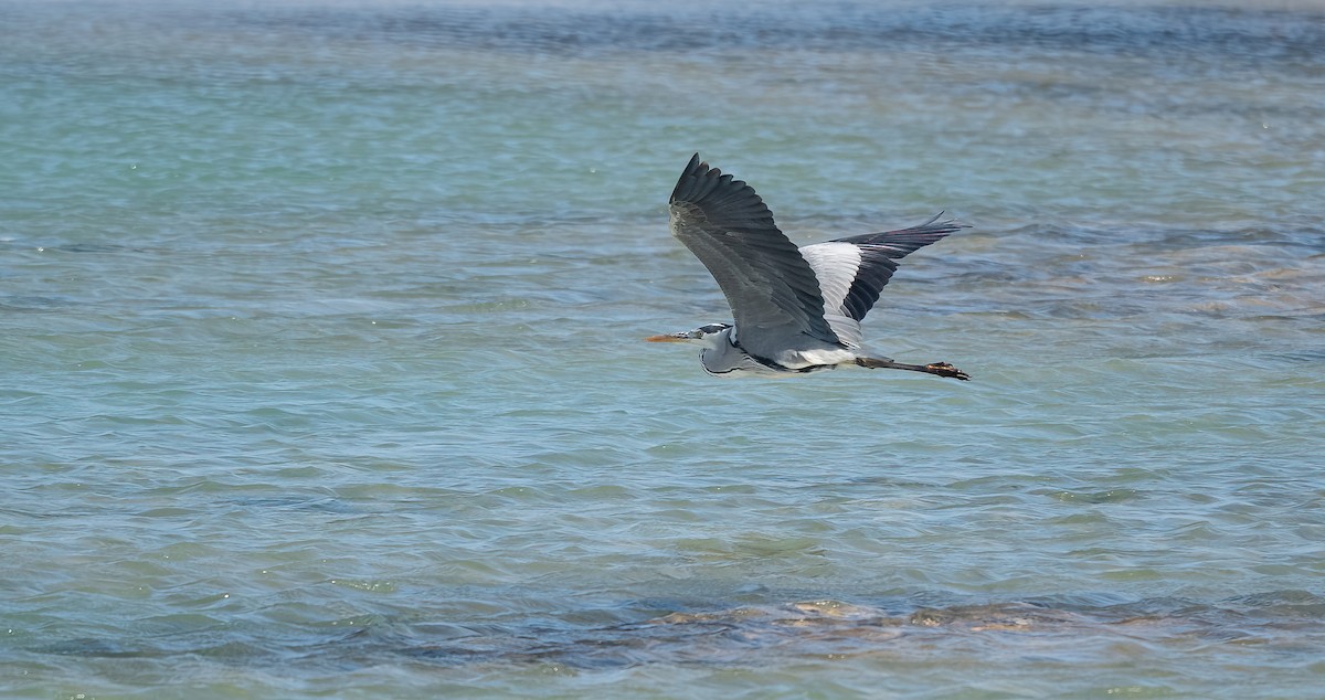Gray Heron (Gray) - ML646639702
