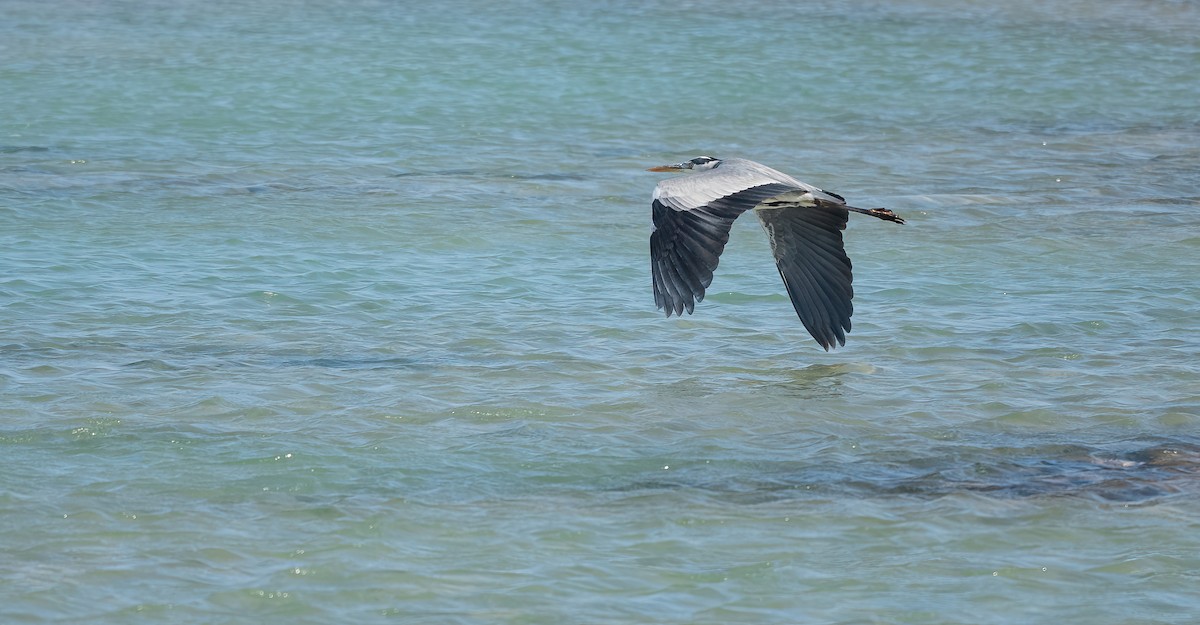 Gray Heron (Gray) - ML646639703