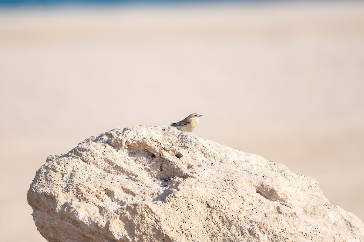 Northern Wheatear - ML646639704