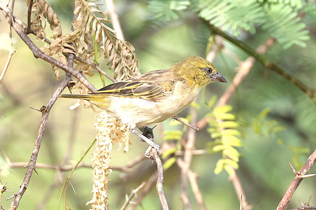 Tejedor Chico - ML646639707