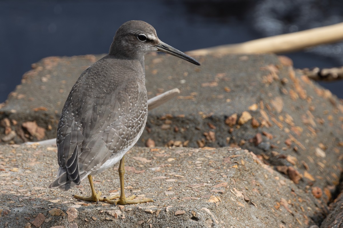 Коловодник попелястий - ML646639708