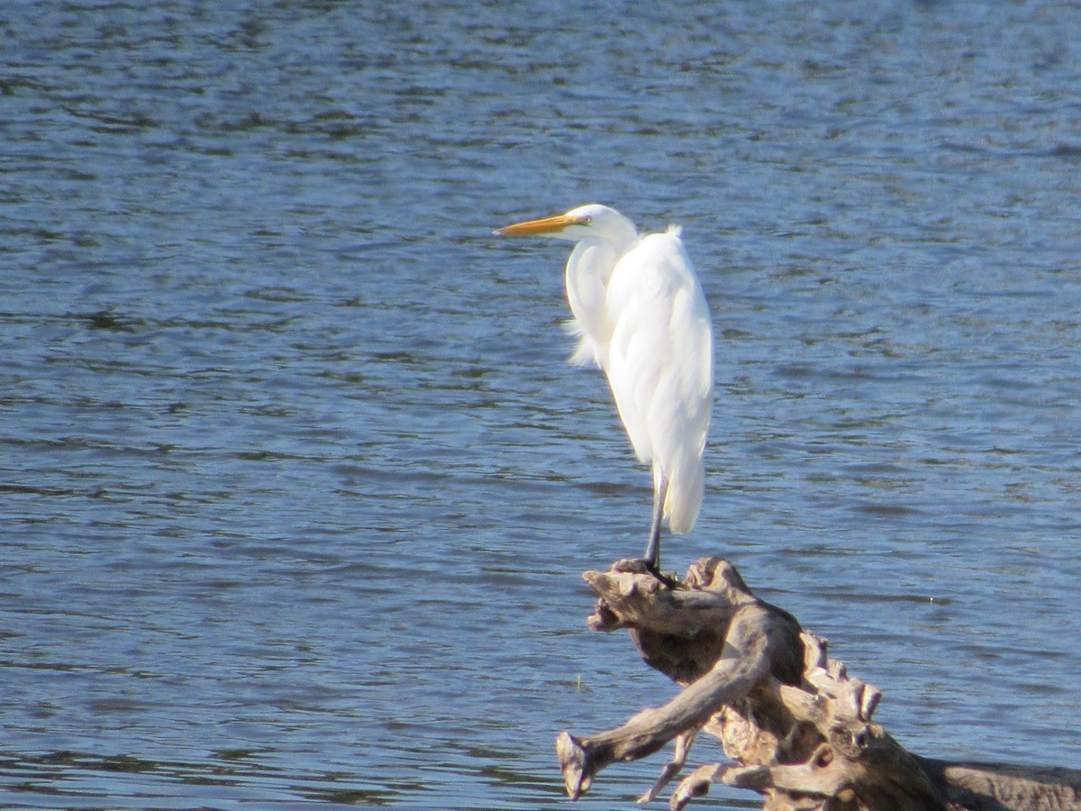 Silberreiher - ML646639709