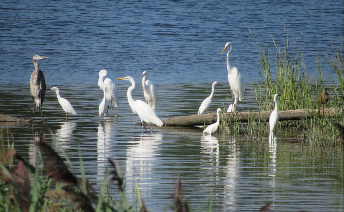 Schmuckreiher - ML646639710