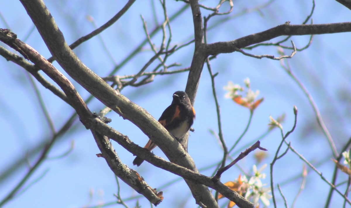סבכון חכלילי - ML646639713