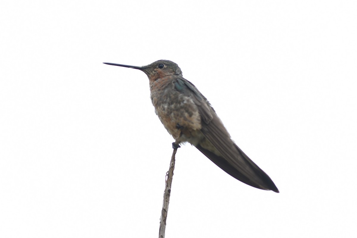 kolibřík velký - ML646639714