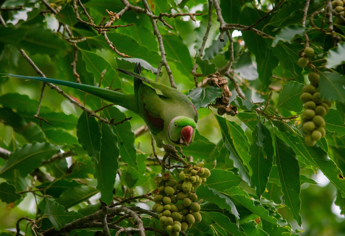 İskender Papağanı - ML646639723