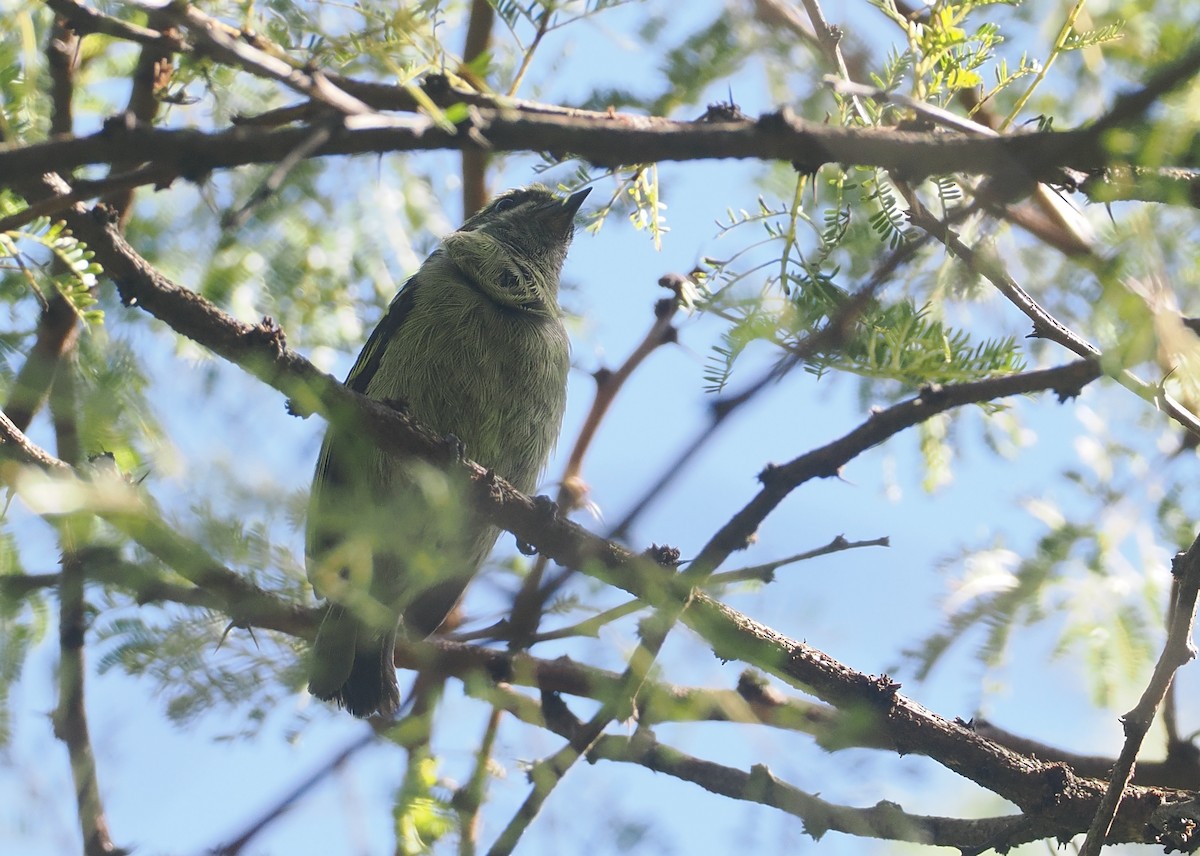 Moustached Tinkerbird - ML646639730