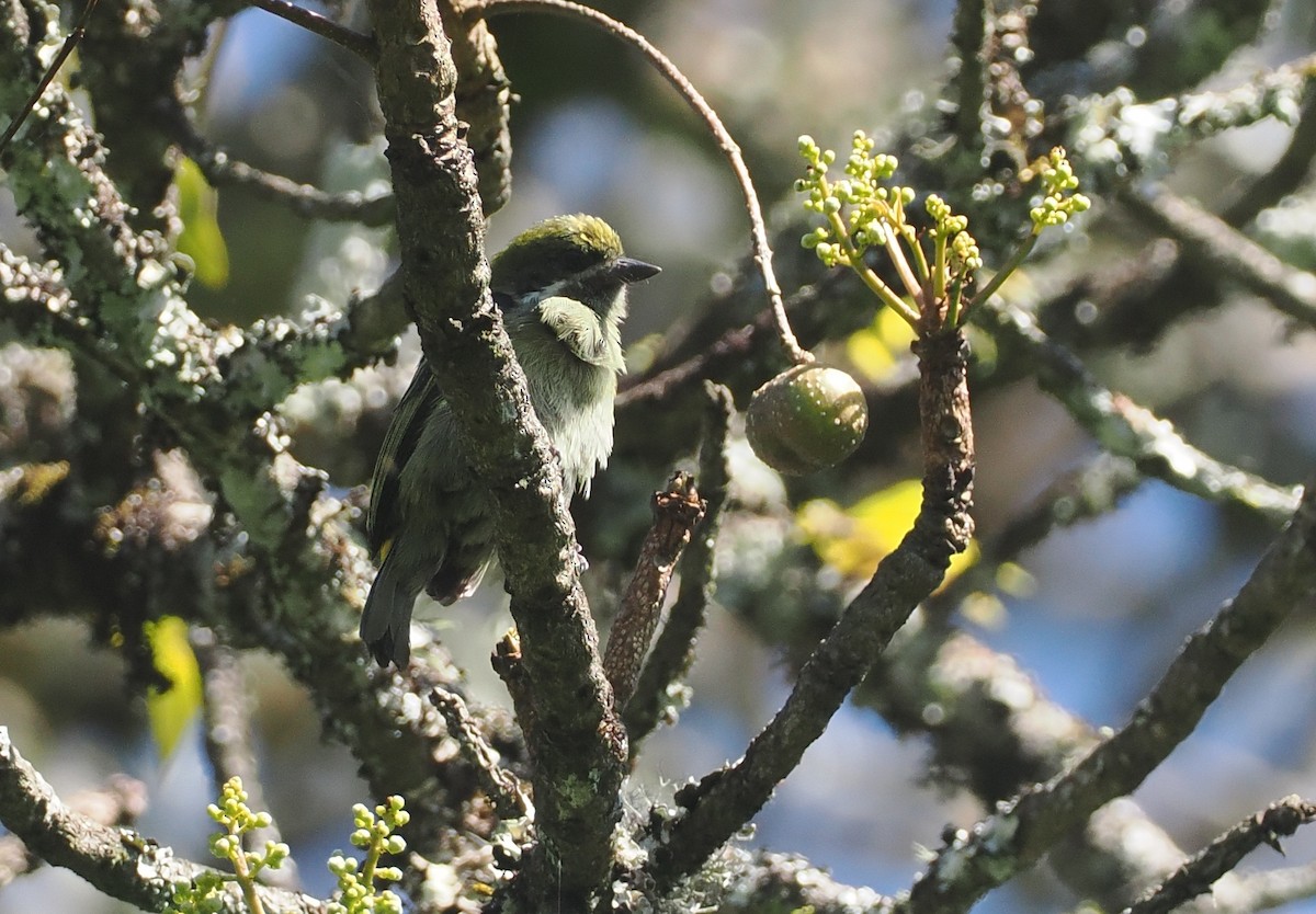 Moustached Tinkerbird - ML646639732