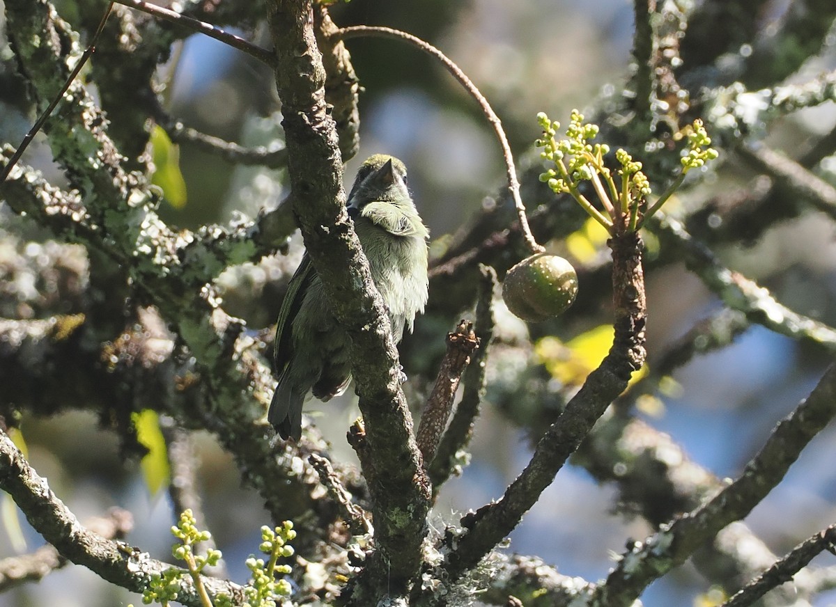 Moustached Tinkerbird - ML646639733
