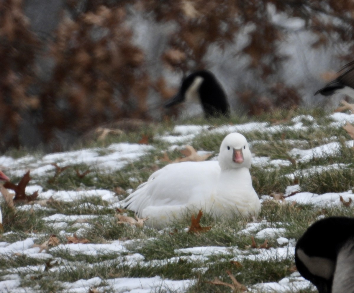 ヒメハクガン - ML646639734