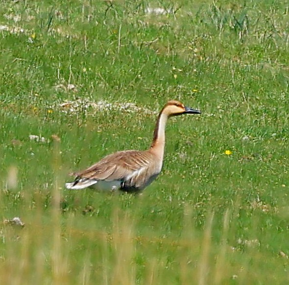 Schwanengans - ML646639735