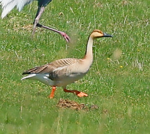 Schwanengans - ML646639736