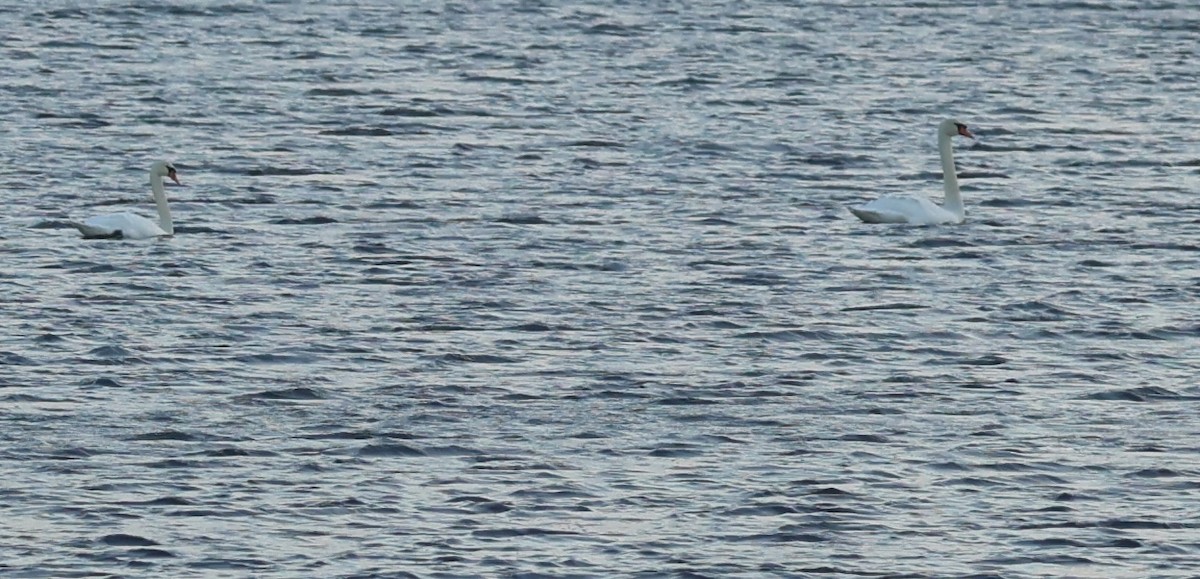 Cigno reale - ML646639738