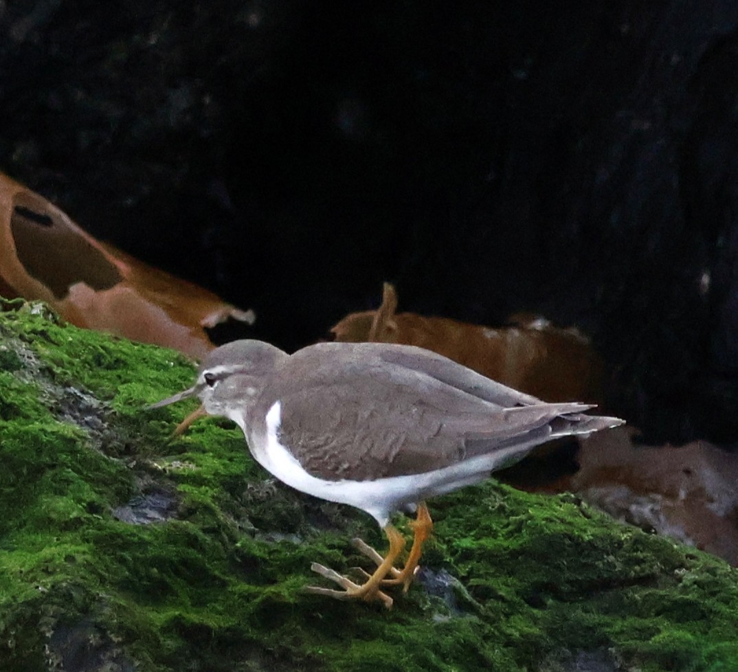Spotted Sandpiper - ML646639739