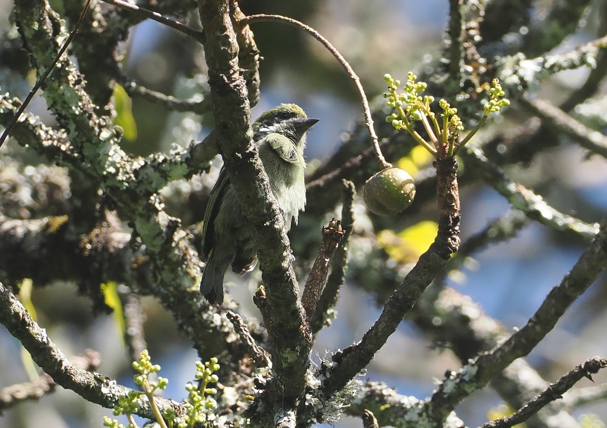 Moustached Tinkerbird - ML646639740