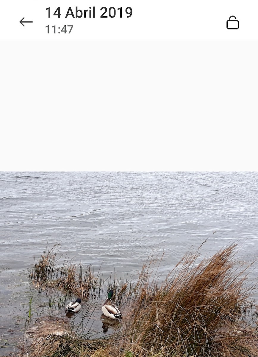 Animals - ML646639741