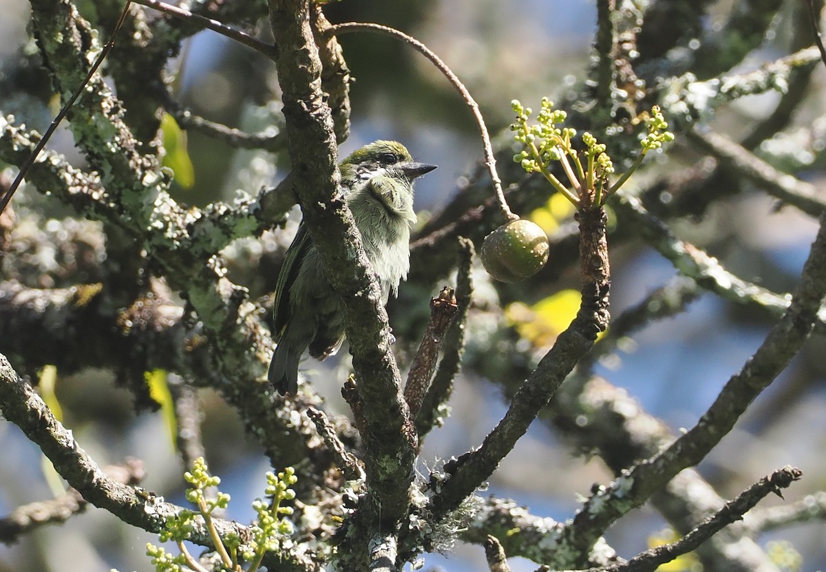 Moustached Tinkerbird - ML646639743