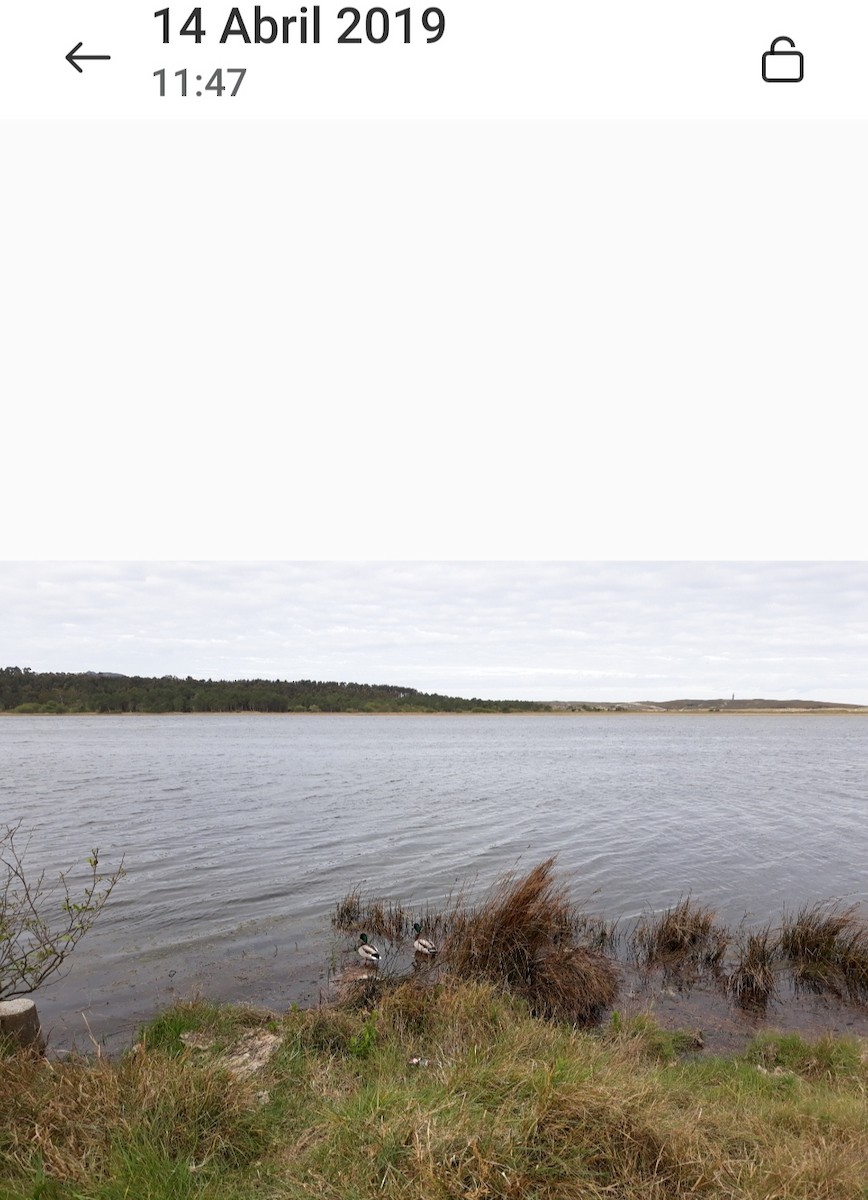 Animals - ML646639744