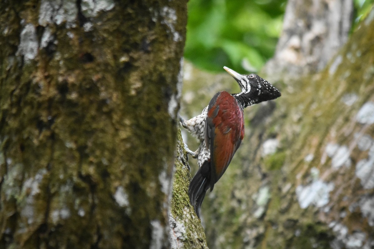 Seylan Alevsırtı - ML646639745