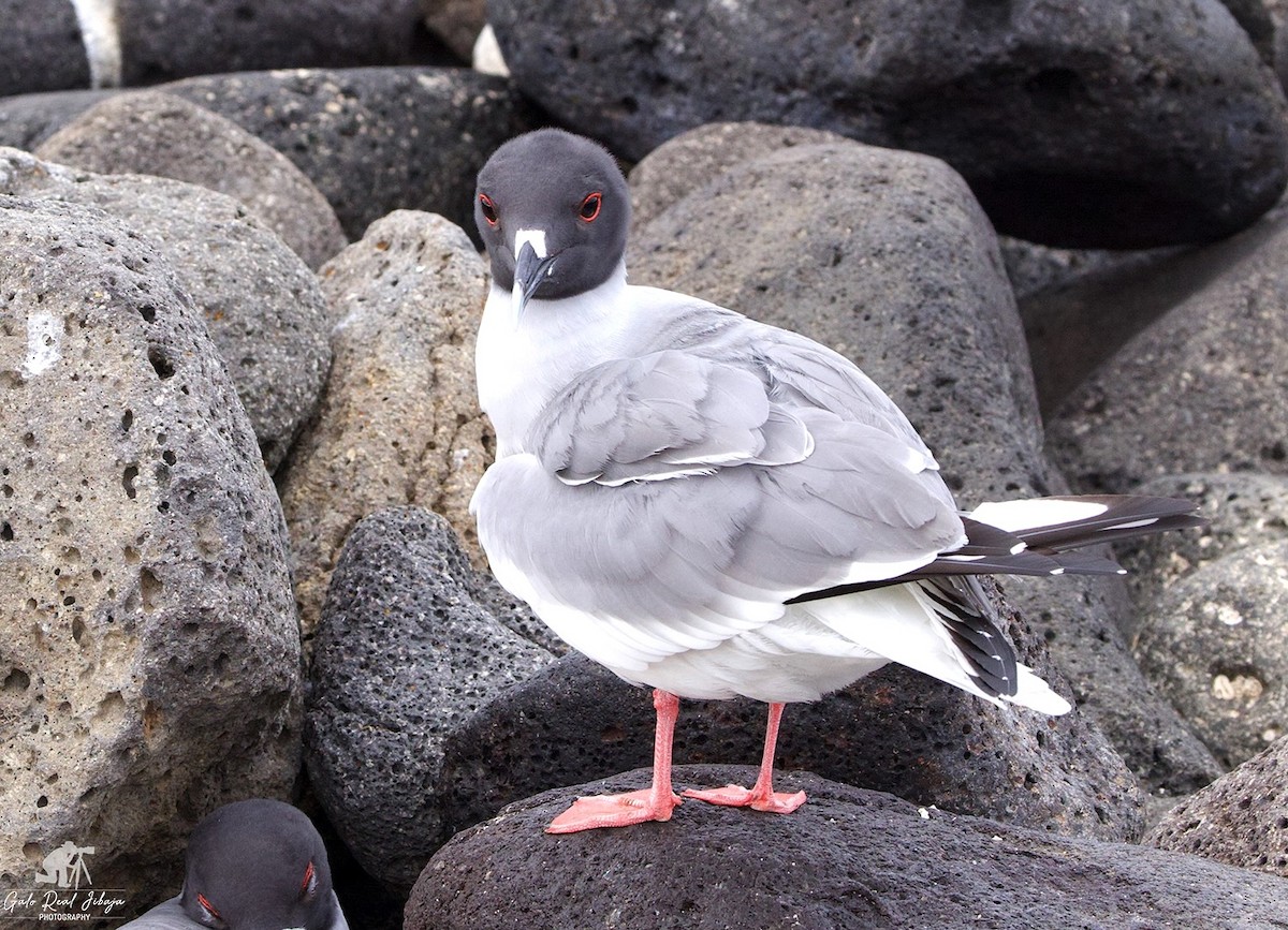Swallow-tailed Gull - ML646639746