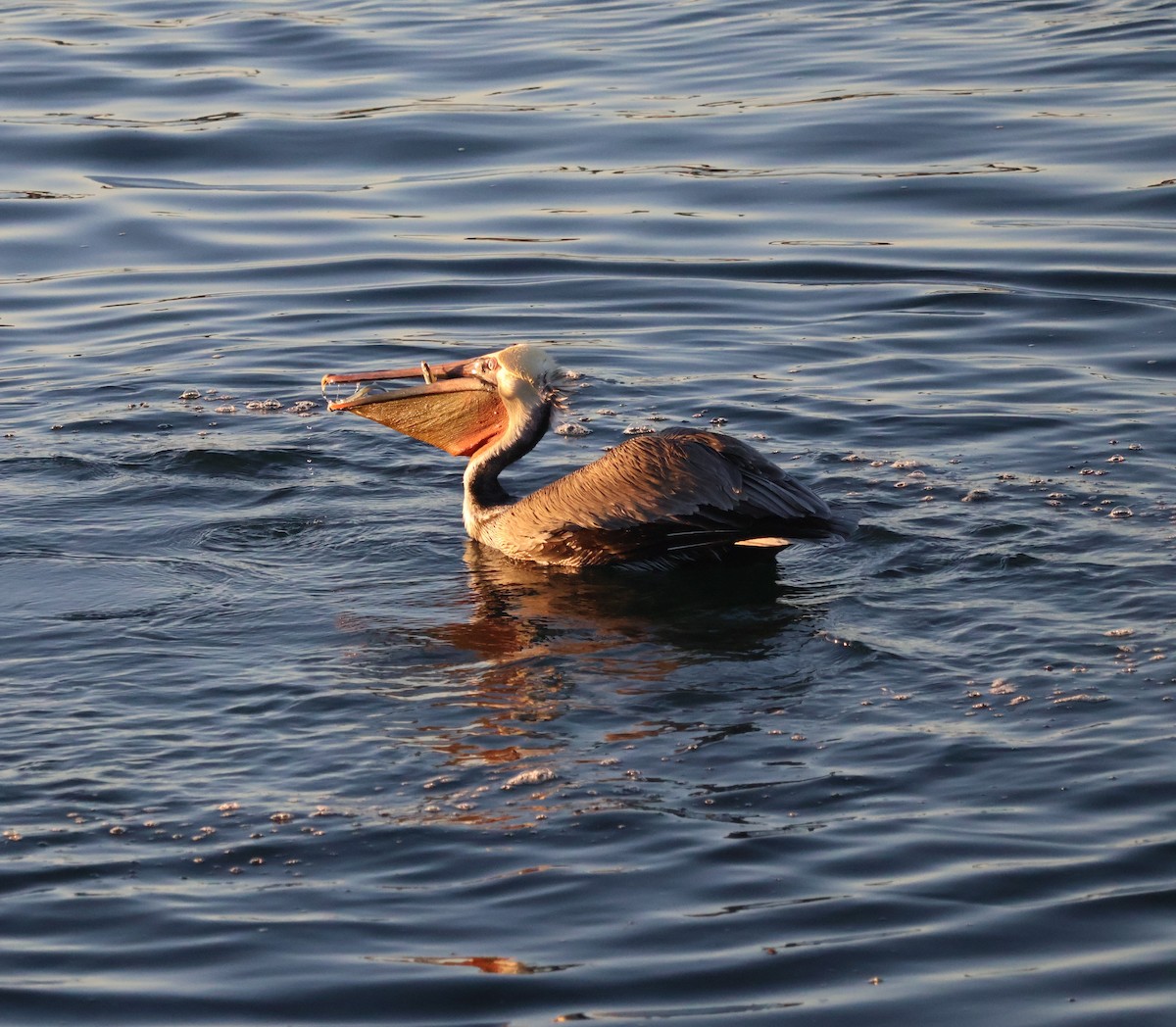 Brown Pelican (California) - ML646639747