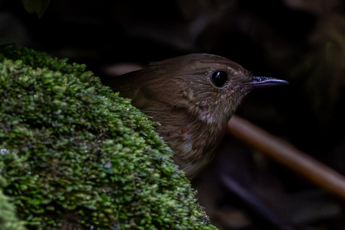 Lesser Shortwing - ML646639751