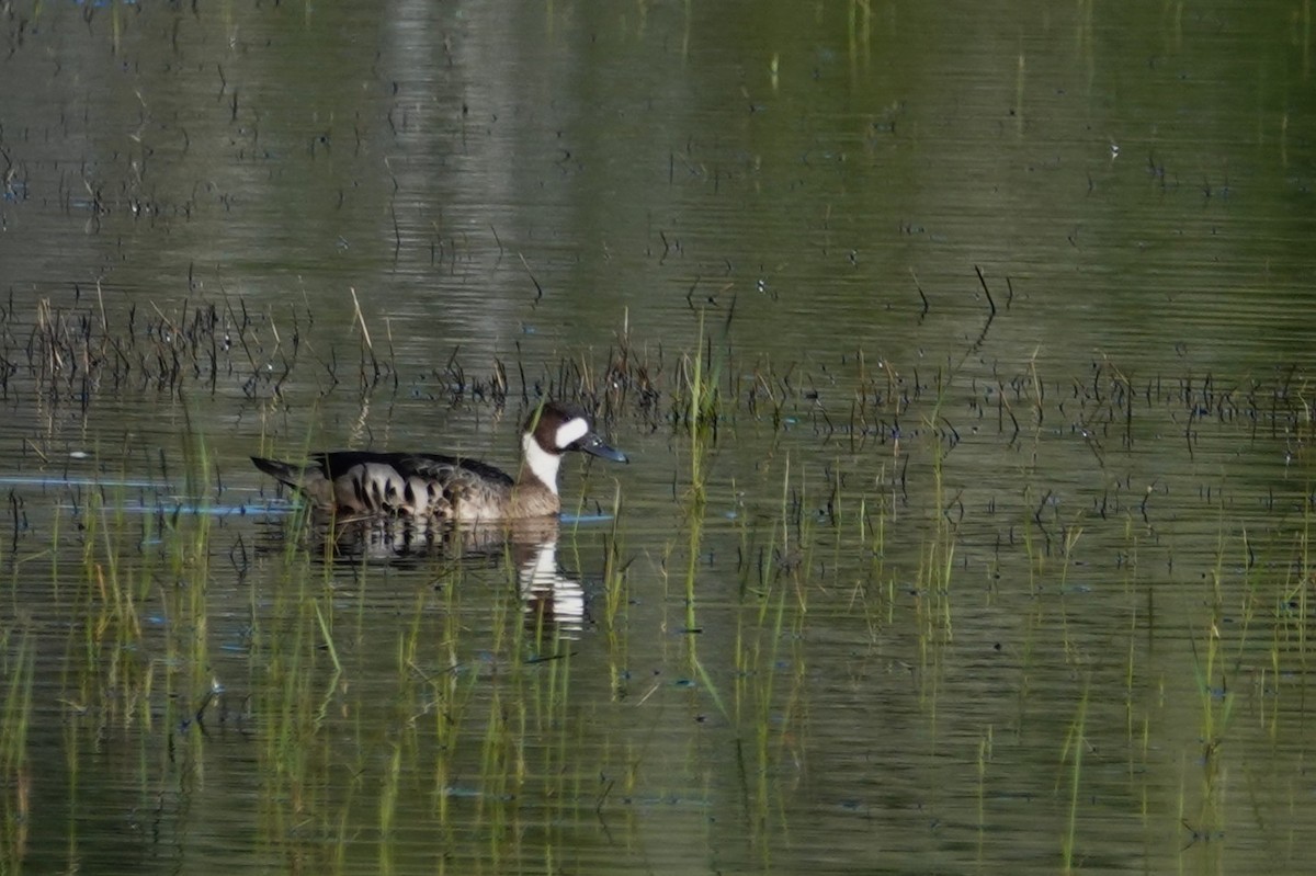 Spectacled Duck - ML646639753