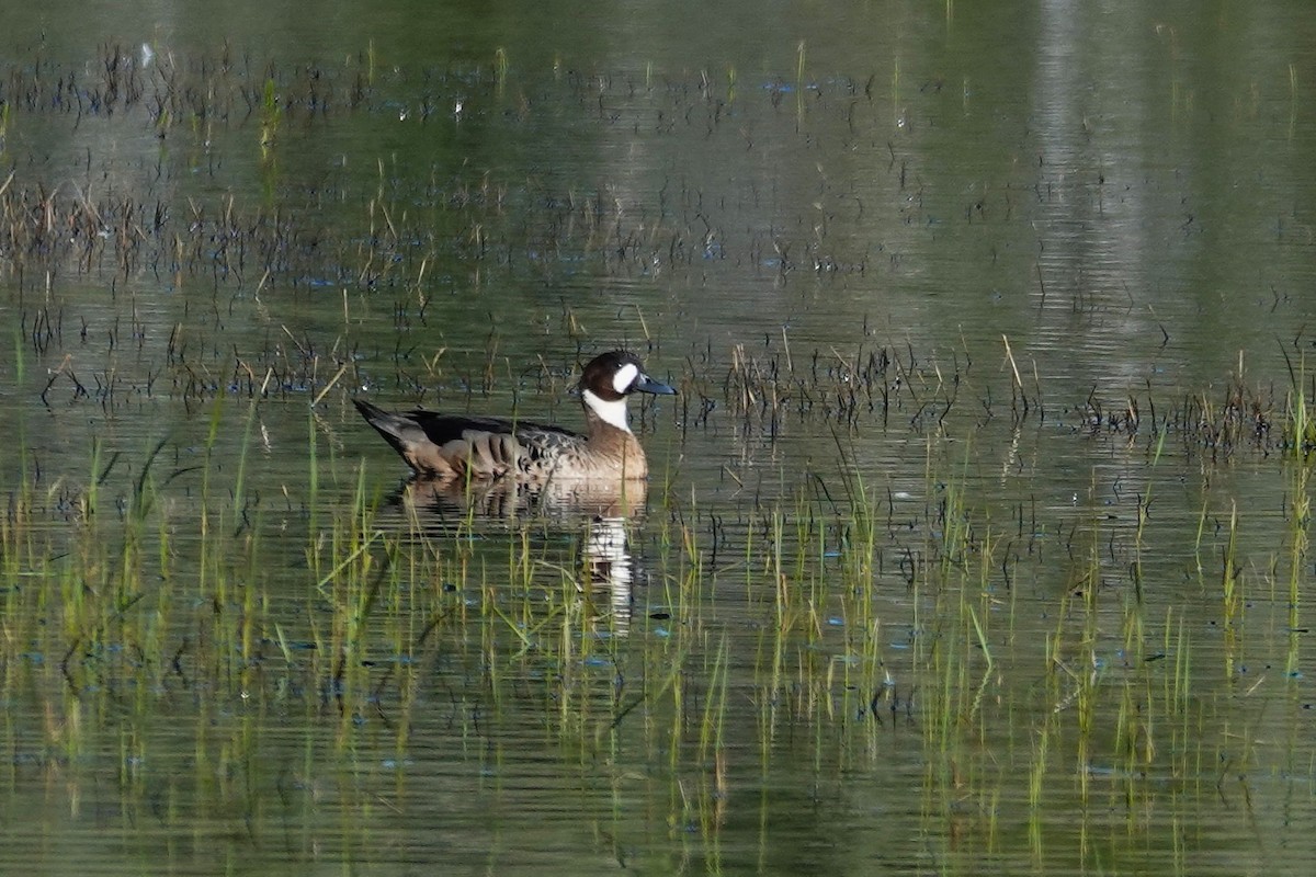 Spectacled Duck - ML646639754