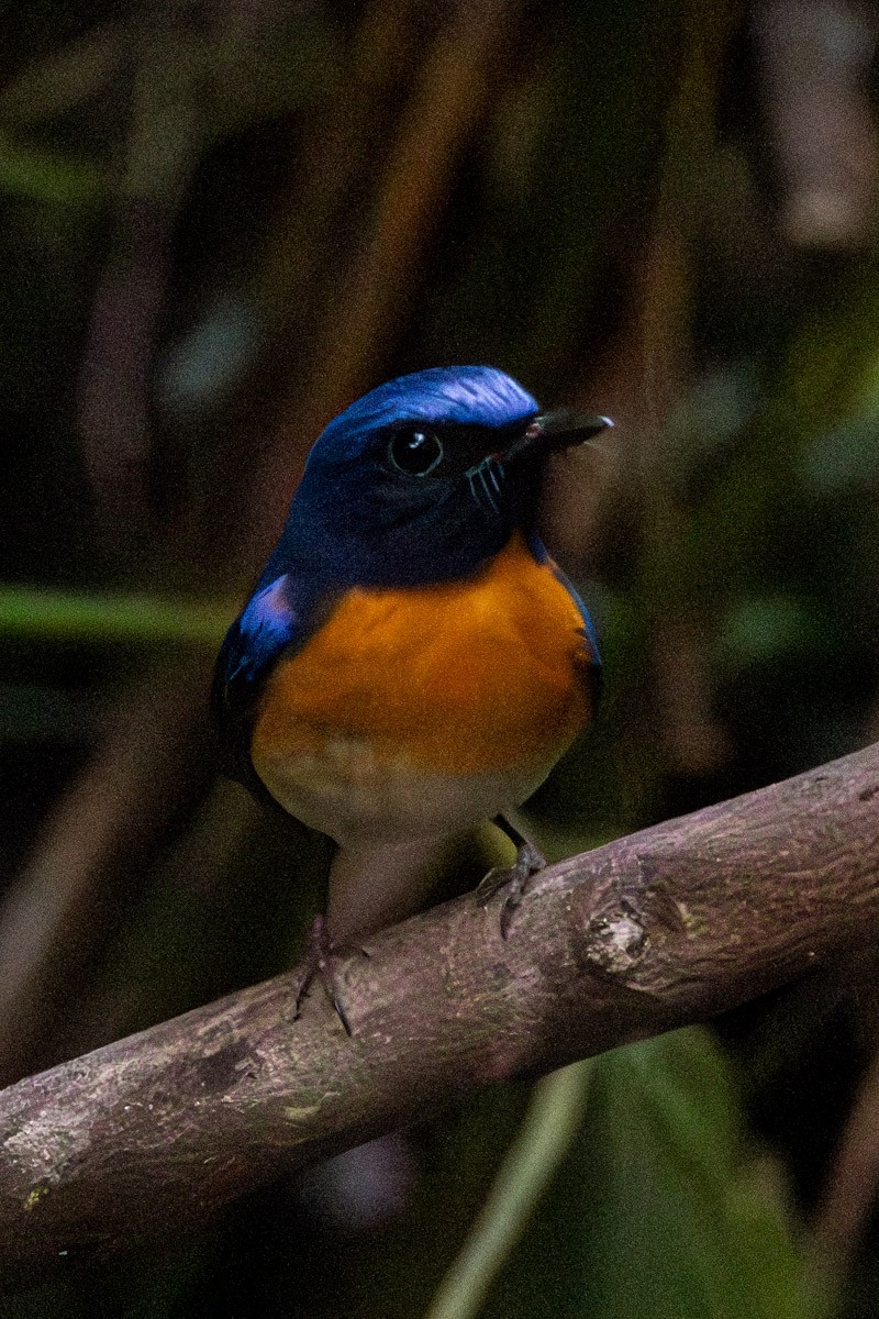 Blue-throated Flycatcher - ML646639757