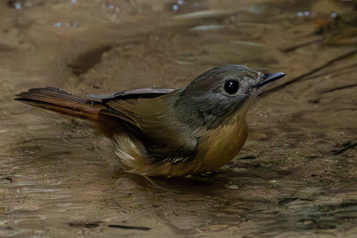 Pale-chinned Flycatcher - ML646639761