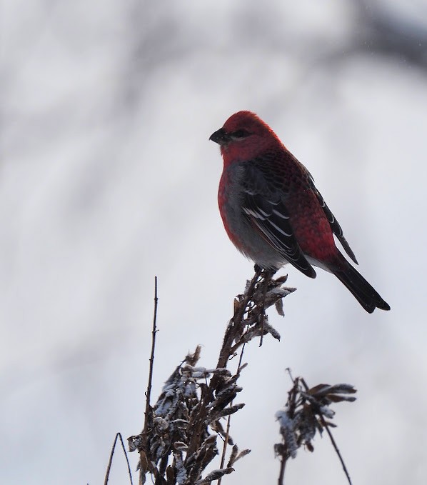 Pine Grosbeak - ML646639763