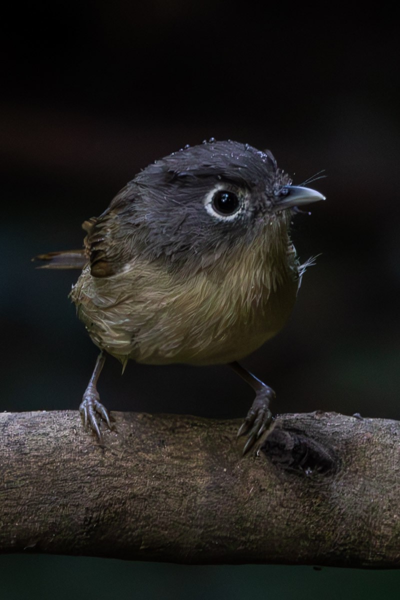 Nepal Fulvetta - ML646639764