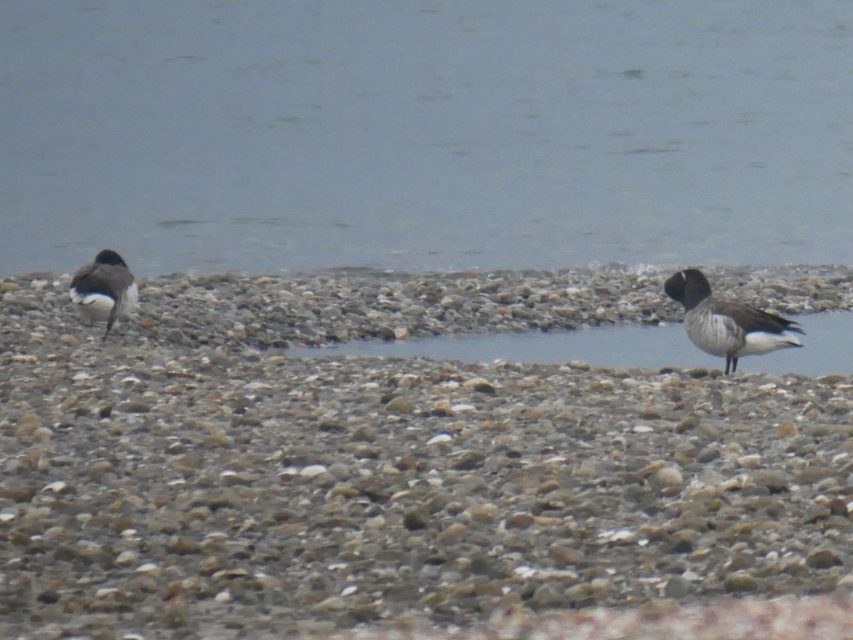 berneška tmavá - ML646639766