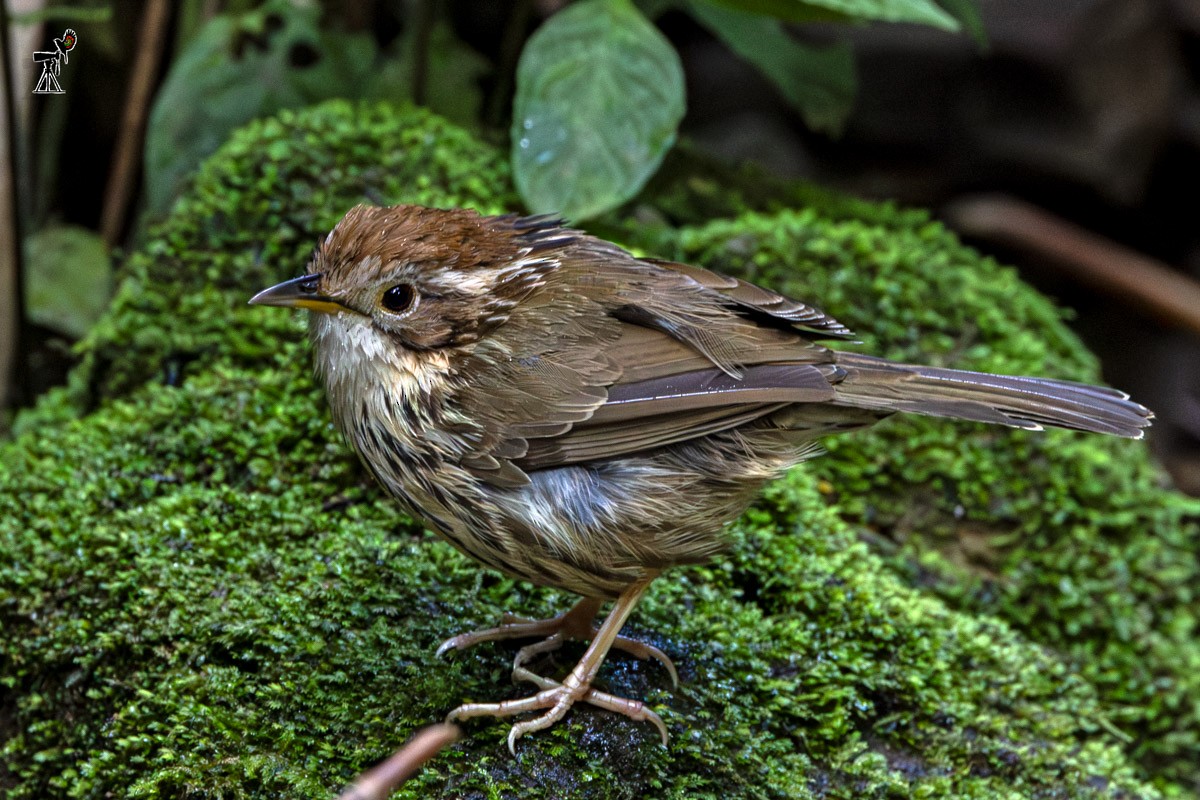 Puff-throated Babbler - ML646639767